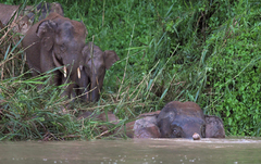 Elephas maximus borneensis