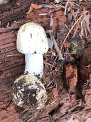 Agaricus didymus