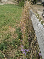 Campanula rapunculoides
