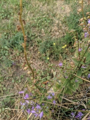 Campanula rapunculoides