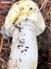Agaricus didymus