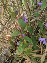 Campanula rapunculoides