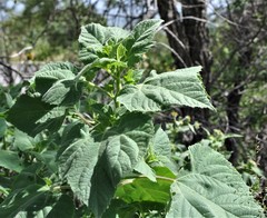 Simsia foetida