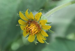 Simsia foetida