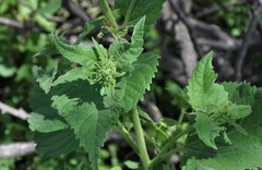 Simsia foetida