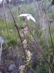 Cyphia volubilis volubilis