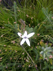 Cyphia volubilis volubilis