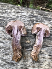 Cortinarius lucorum