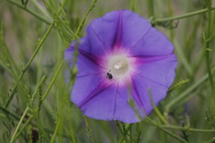 Ipomoea sescossiana