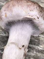 Cortinarius lucorum