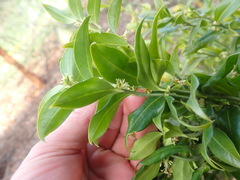 Sarcococca