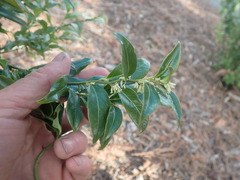 Sarcococca
