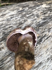 Cortinarius lucorum