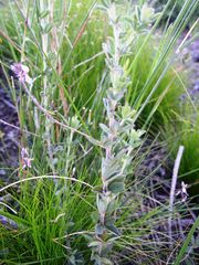 Indigofera filiformis