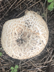 Agaricus didymus