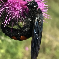 Pygodasis ephippium ephippium