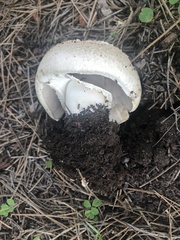 Agaricus didymus