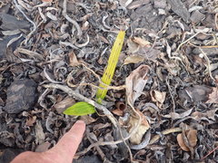 Trachycarpus fortunei