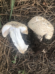 Agaricus didymus
