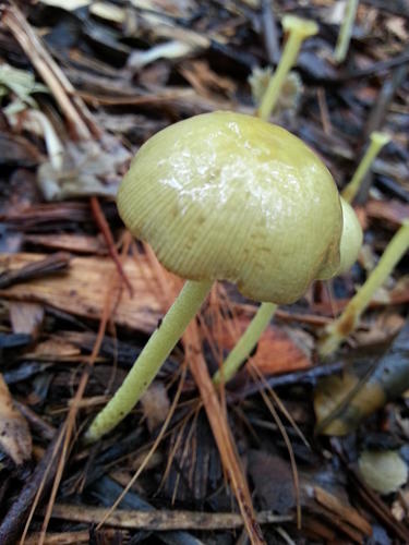 Bolbitius titubans var. titubans image