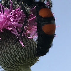 Pygodasis ephippium ephippium