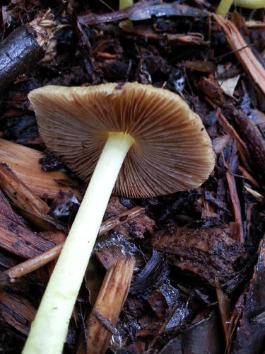 Bolbitius titubans var. titubans image
