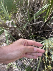 Digitaria filiformis