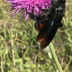 Pygodasis ephippium ephippium