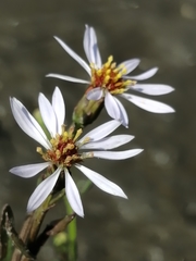 Tripolium pannonicum