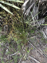 Digitaria filiformis