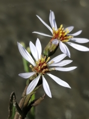 Tripolium pannonicum