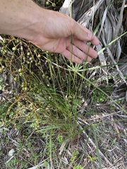 Digitaria filiformis