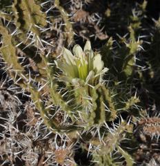 Codon royenii