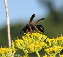 Hypodynerus colocolo