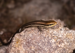 Marisora aquilonaria