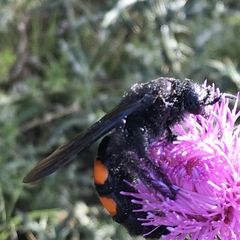 Pygodasis ephippium ephippium