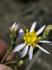 Tripolium pannonicum