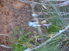 Lobelia comosa comosa