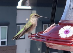 Selasphorus platycercus