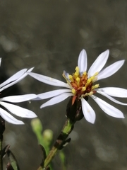 Tripolium pannonicum