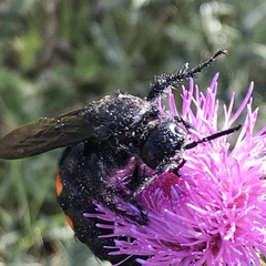 Pygodasis ephippium ephippium