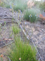 Lobelia comosa comosa