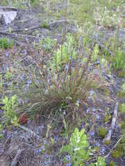 Lobelia comosa comosa