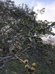 Crataegus stenosepala