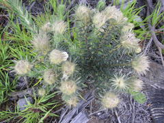 Phylica pubescens pubescens