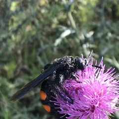 Pygodasis ephippium ephippium