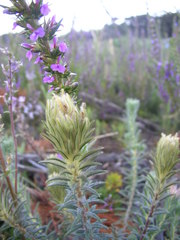 Phylica pubescens pubescens