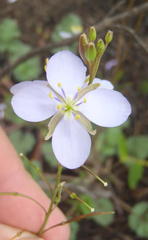 Heliophila subulata