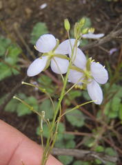 Heliophila subulata