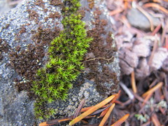 Andreaea alpestris